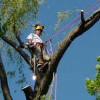 Robert A Kelly Tree Care - Tree Services Near Me - Bayfield, Wisconsin Robert A Kelly Tree Care - Tree Services Near Me - Bayfield, Wisconsin