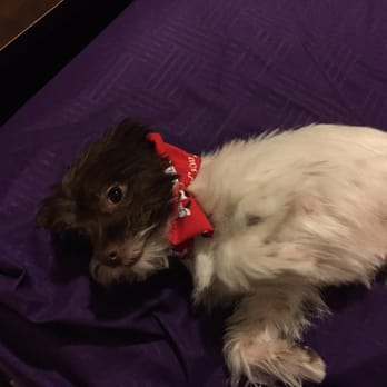Gold'n Groom - Pet Groomers Near Me - Hemet, California