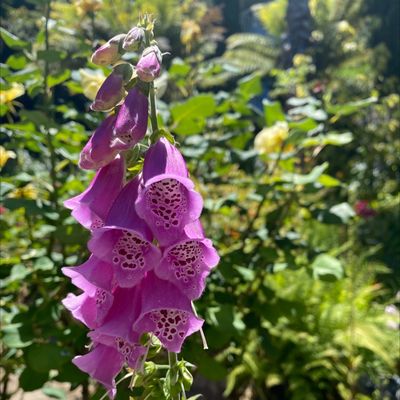 Filbert Steps by null