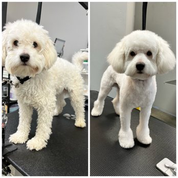 Little Paws Grooming - Before and after - Pet Groomers Near Me - Indio, California Little Paws Grooming - Before and after - Pet Groomers Near Me - Indio, California