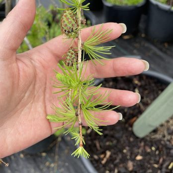 Bulow Garden Centre - Nurseries & Gardening Near Me - Mississauga, Ontario