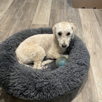 Perfect Pet Salon - Pet Groomers Near Me - Concord, California