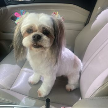 D-Tails Pet Spa - Pet Groomers Near Me - Las Vegas, Nevada D-Tails Pet Spa - Pet Groomers Near Me - Las Vegas, Nevada