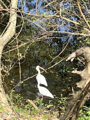 Couturie Forest by null