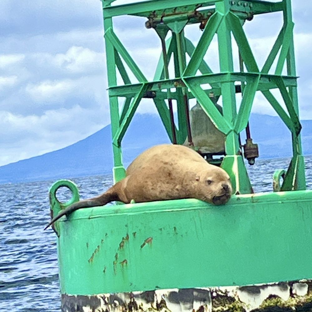 Gallant Adventures - Sunbathing sea Lion in Sitka - Boating Near Me Gallant Adventures - Sunbathing sea Lion in Sitka - Boating Near Me