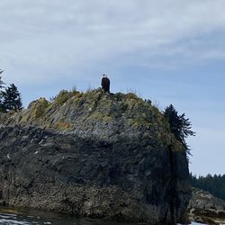 Tongass Adventures - Paddling around islands looking at eagles