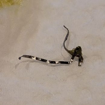 VIAGGIO ITALIAN CHOP HOUSE - Updated October 2025 - 719 Photos & 514 ...