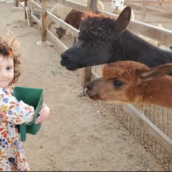 A Simpler Time Alpaca Farm And Mill