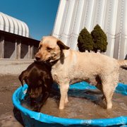 POSH PAWS CITY KENNEL - Updated August 2025 - 13 Photos