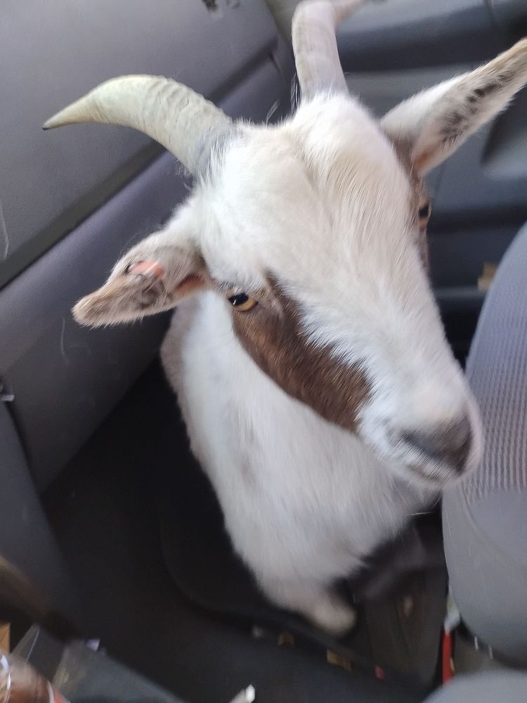 Slide of Bravestone remodeling