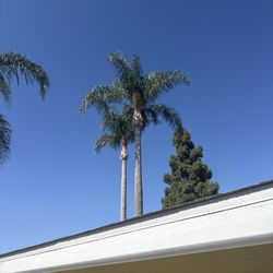 Beach Tree Service