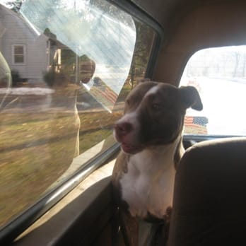 Caring Cuddles Pet Sitting - Dog Walkers Near Me Caring Cuddles Pet Sitting - Dog Walkers Near Me