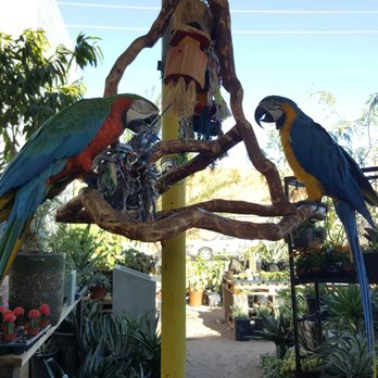 Dig It Gardens - One of the birds name was Blue, the other I cannot remember. Very friendly :) - Nurseries & Gardening Near Me - Phoenix, Arizona Dig It Gardens - One of the birds name was Blue, the other I cannot remember. Very friendly :) - Nurseries & Gardening Near Me - Phoenix, Arizona