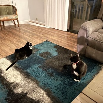 City Home - Cats approve of the new rug! - Furniture Stores Near Me - Tamarac, Florida City Home - Cats approve of the new rug! - Furniture Stores Near Me - Tamarac, Florida