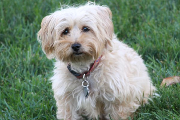 RACCOON RIVER KENNELS - Updated January 2025 - 26 Photos - 7502 Raccoon