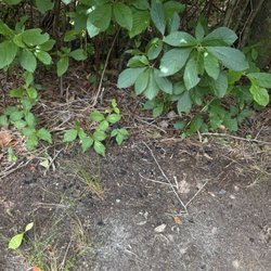 Coastal Acres Camping Court