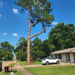 Tree Time