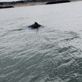Rudee Tours - Dolphin - Tours Near Me - Virginia Beach, Virginia Rudee Tours - Dolphin - Tours Near Me - Virginia Beach, Virginia
