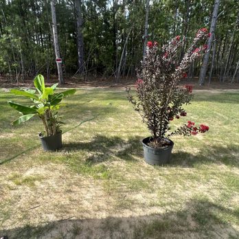 Broadwell's Nursery - Our 2 we brought home - Nurseries & Gardening Near Me - Angier, North Carolina