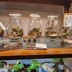 Thea Plant Co