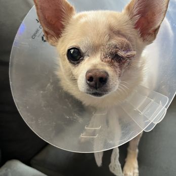 VEG ER for Pets - After surgery - Emergency Pet Hospital Near Me - Dallas, Texas VEG ER for Pets - After surgery - Emergency Pet Hospital Near Me - Dallas, Texas