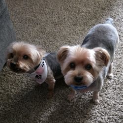 Coats & Tails Pet Grooming - Rocco and Macie