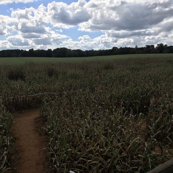 Amazing Maize Maze - Local Flavor Near Me - Huntersville, North Carolina