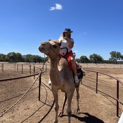 Movieland Animals - "Nana" got to ride the camels