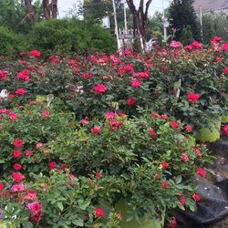 Deep Springs Nurseries - Great roses
