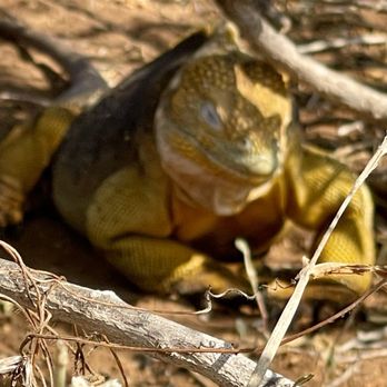 Celebrity Flora - Santa Fe land iguana - Travel Services Near Me
