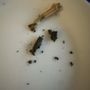 Photo of Tobacco King