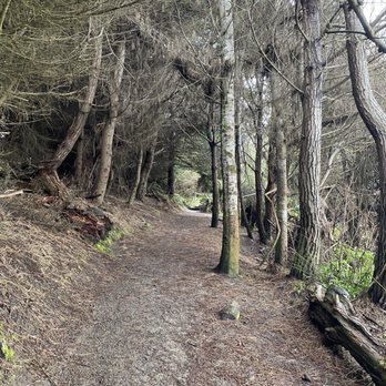 Jug Handle State Natural Reserve - The path on your way to the beach - Parks Near Me - Fort Bragg, California