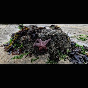 Pescadero State Beach - Beaches Near Me - Pescadero, California