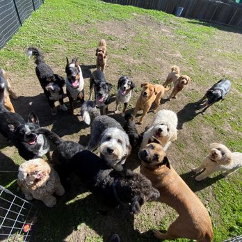 Doza’s Dogs - The gang @ Doza's Dogs! - Pet Sitting Near Me Doza’s Dogs - The gang @ Doza's Dogs! - Pet Sitting Near Me