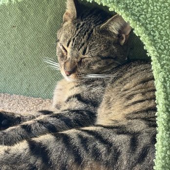 Catfe - cat - Cafes Near Me - Santa Clarita, California Catfe - cat - Cafes Near Me - Santa Clarita, California