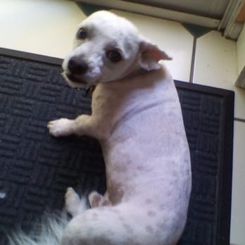 PetSmart - They shaved him to the skin and even shaved his whiskers off and up charged us for all these fur treatments when they shaved his - Pet Stores Near Me - Tustin, California