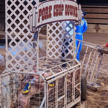 Dolly Parton's Stampede - And then came the pigs!! They have the whole farm in the show! - Performing Arts Near Me - Branson, Missouri Dolly Parton's Stampede - And then came the pigs!! They have the whole farm in the show! - Performing Arts Near Me - Branson, Missouri