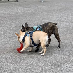 Ward Dog Friendly Area