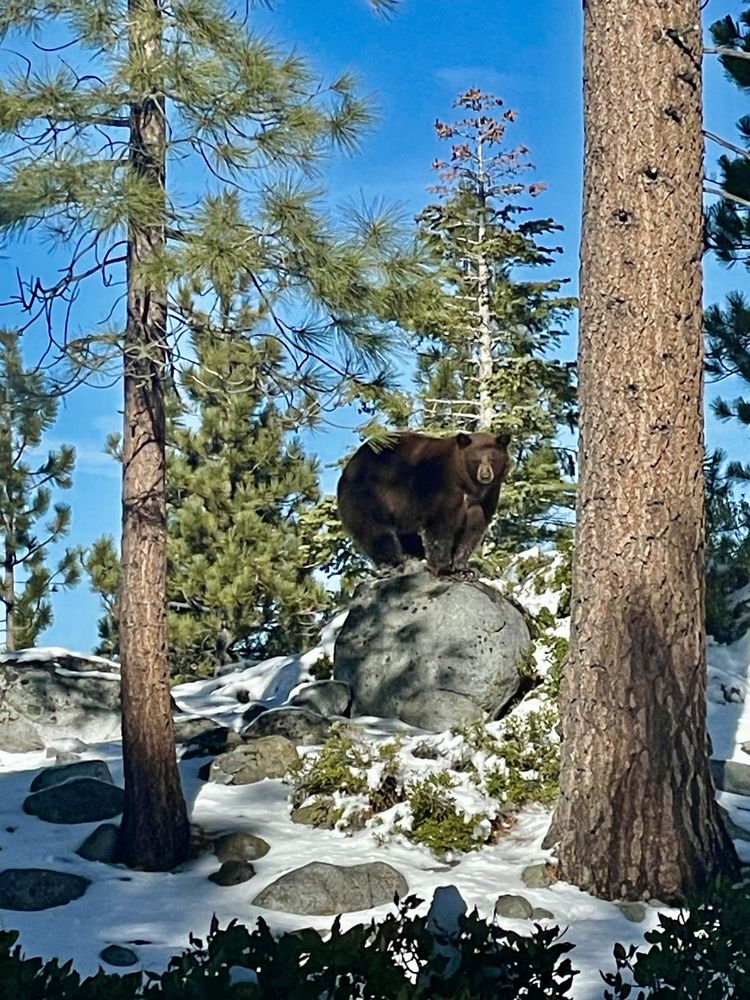 Tahoe Rim Trail Association Logo