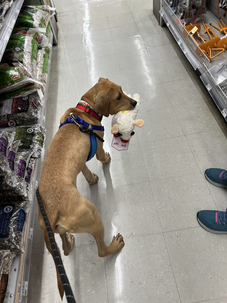 ACE HARDWARE Updated October 2024 19 Reviews 4520 W Crystal Lake