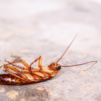 Pest Fighter - Pest Control Near Me - Seattle, Washington Pest Fighter - Pest Control Near Me - Seattle, Washington