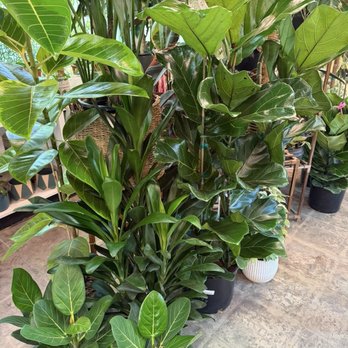 Valley Hills Nursery - Nurseries & Gardening Near Me - Carmel, California Valley Hills Nursery - Nurseries & Gardening Near Me - Carmel, California