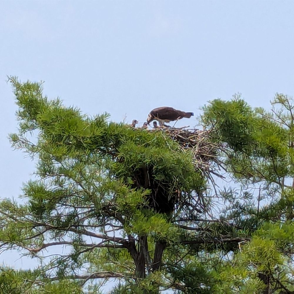 Jordan Lake Tours - feeding babies - Boat Tours Near Me - Moncure, North Carolina Jordan Lake Tours - feeding babies - Boat Tours Near Me - Moncure, North Carolina
