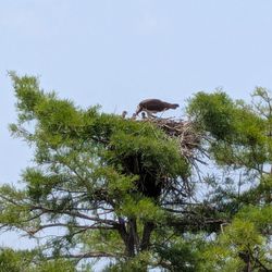 Jordan Lake Tours - Feeding babies