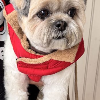 Napa Natural Dog Co. - Gizmo our chill little guy - Pet Groomers Near Me - Vallejo, California Napa Natural Dog Co. - Gizmo our chill little guy - Pet Groomers Near Me - Vallejo, California