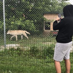 Up close to the wolves