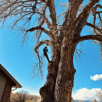 Tree Carver - Tree Services Near Me Tree Carver - Tree Services Near Me