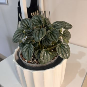 Leaf EnLight - Nurseries & Gardening Near Me - Pomona, California