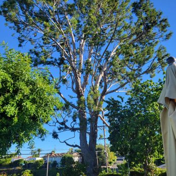 Travis Tree Service - Tree Services Near Me - Fresno, California