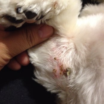 HI Doggie - More pictures of my dog's cut after grooming at Hi Doggie - Pet Groomers Near Me - Monterey Park, California HI Doggie - More pictures of my dog's cut after grooming at Hi Doggie - Pet Groomers Near Me - Monterey Park, California